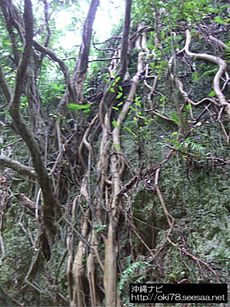 200807斎場御嶽〜森JPG.jpg